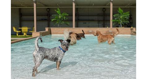 pet friendly hotels in rancho cucamonga|THE 5 BEST Rancho Cucamonga Pet Friendly Hotels .
